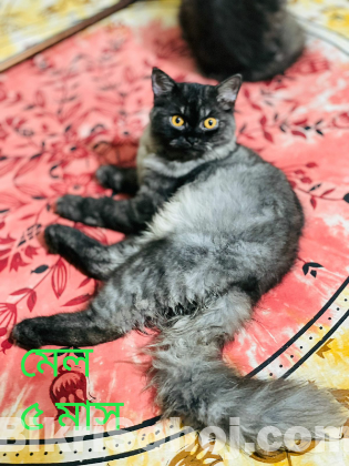 Persian Cat